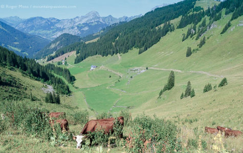 High veiw of cattle grazing above mountain valley at Chatel