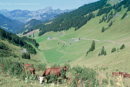 High veiw of cattle grazing above mountain valley at Chatel