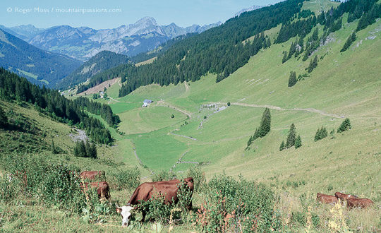 High veiw of cattle grazing above mountain valley at Chatel