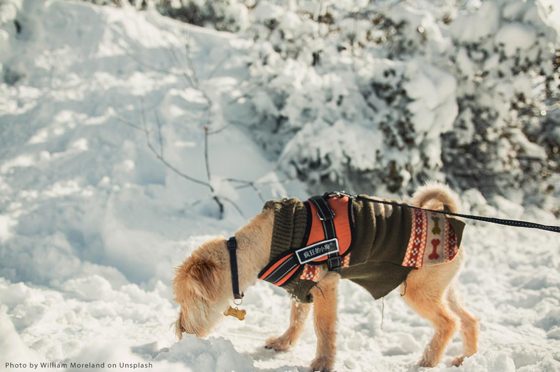 Dog wearing coat in snow, on lead. Photo by William Moreland