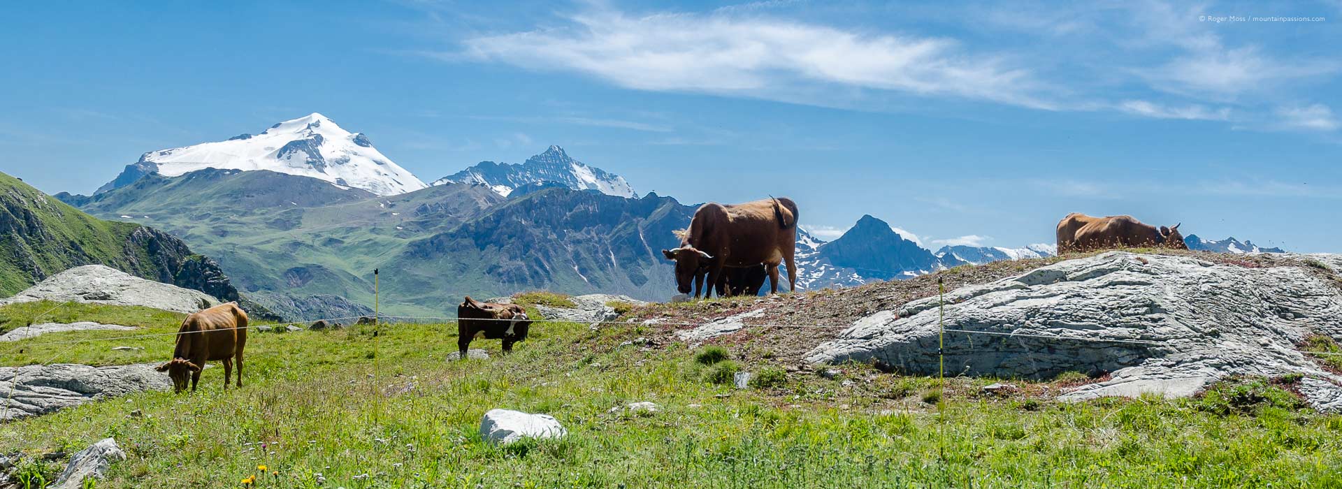 Dairy cattle in high Alpine pastures