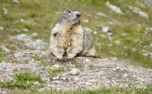 Marmotte