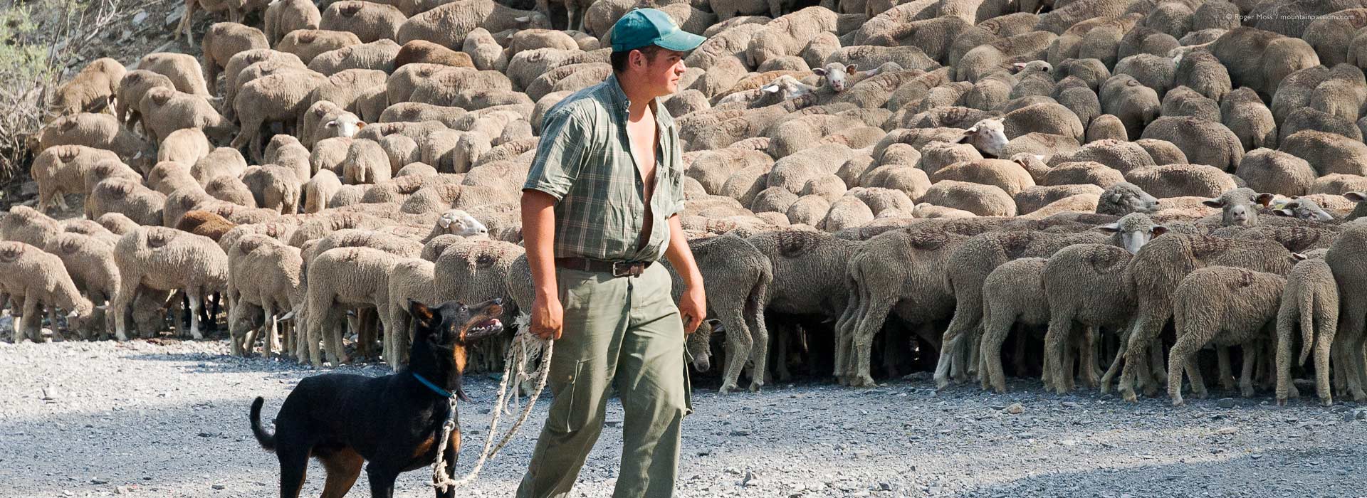 Shepherd with dog and flock during autumn transhumance, French Alps.