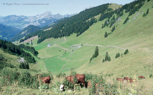 Barbossine Valley, Châtel, French Alps