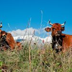 Tarine cattle, Beaufortain