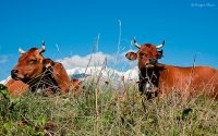 Tarine cattle, Beaufortain