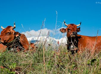 Tarine cattle, Beaufortain