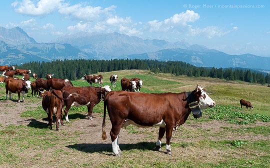 View of cattle in high mountain pastures above Les Saisies