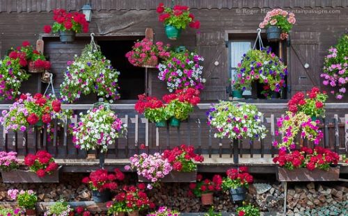 Mountain chalet decorated with geraniums, Hauteluce