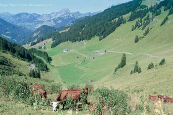 Barbossine valley above Chatel, Abondance cows