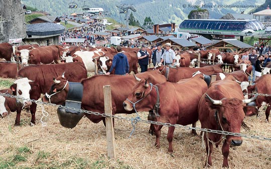 Alpine cattle lined up for judging at la Belle Dimanche festival, Chatel, French Alps