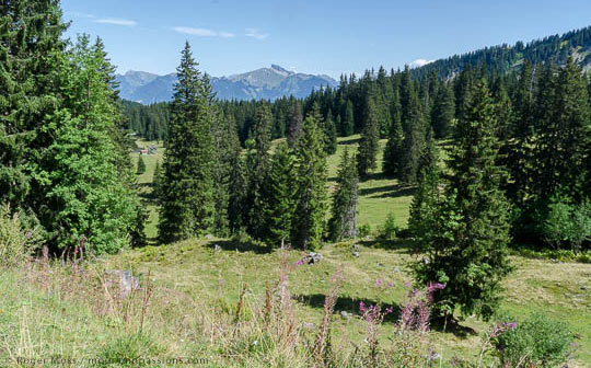 Alpine pastures and forest looking towards Lac Léman above Châtel, Swiss border.