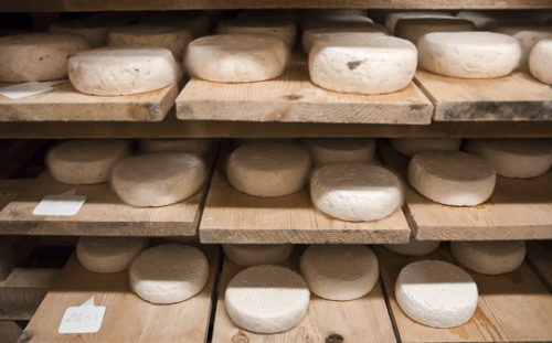 Grataron d'Areches cheese maturing at the Ferme de Monsieur Seguin, Arêches-Beaufort, French Alps