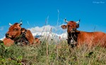 Tarine Cattle, Beaufortain