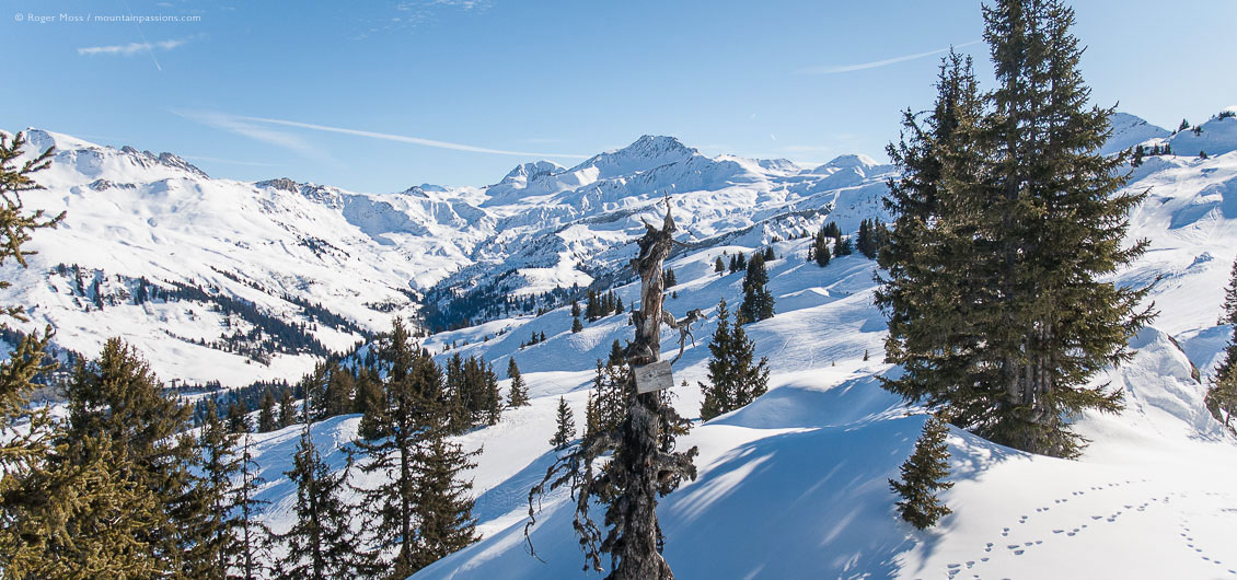 View from ski lift of snowy landscape with pine trees