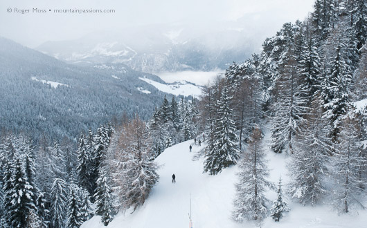 Wooded pistes above Montalbert, La Plagne