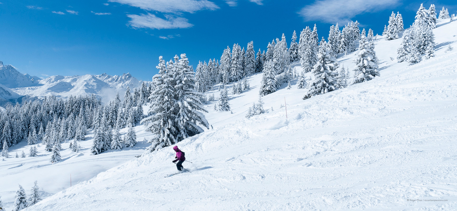 Skier on fresh snow with snow-dusted pine trees.