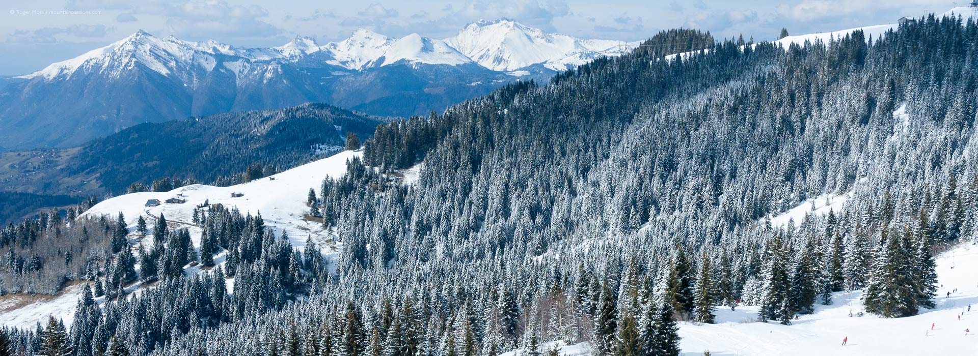 High view of snow-dusted mountain forests, with ski pistes