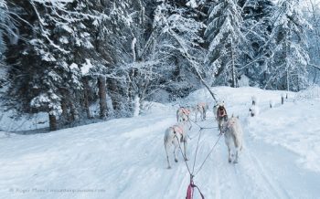 View from dog sled of huskies on snow-covered forest trail at La Chepelle d'Abondance, French Alps.