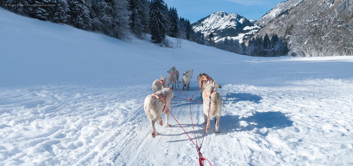 View from dog sled of snow-covered valley with forests and mountains