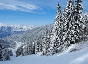 Snow on trees in ski resort of Flaine, Grand Massif