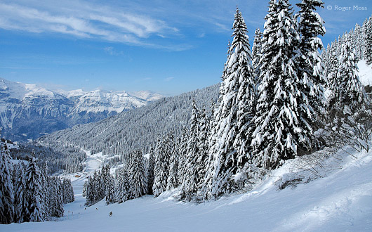 Skier on piste with snow-laden trees, Grand Massif.