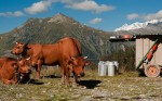 Beaufort Tarine Cows