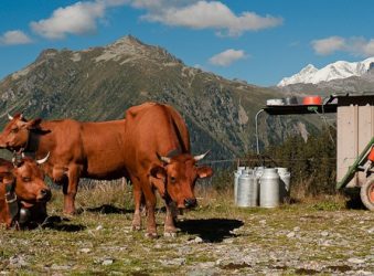 Beaufort Tarine Cows