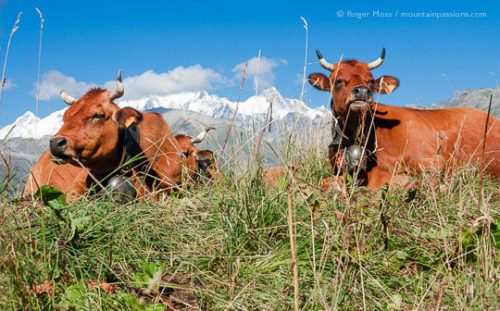 Cattle grazing in Alpine pastures with Mont Blanc in background