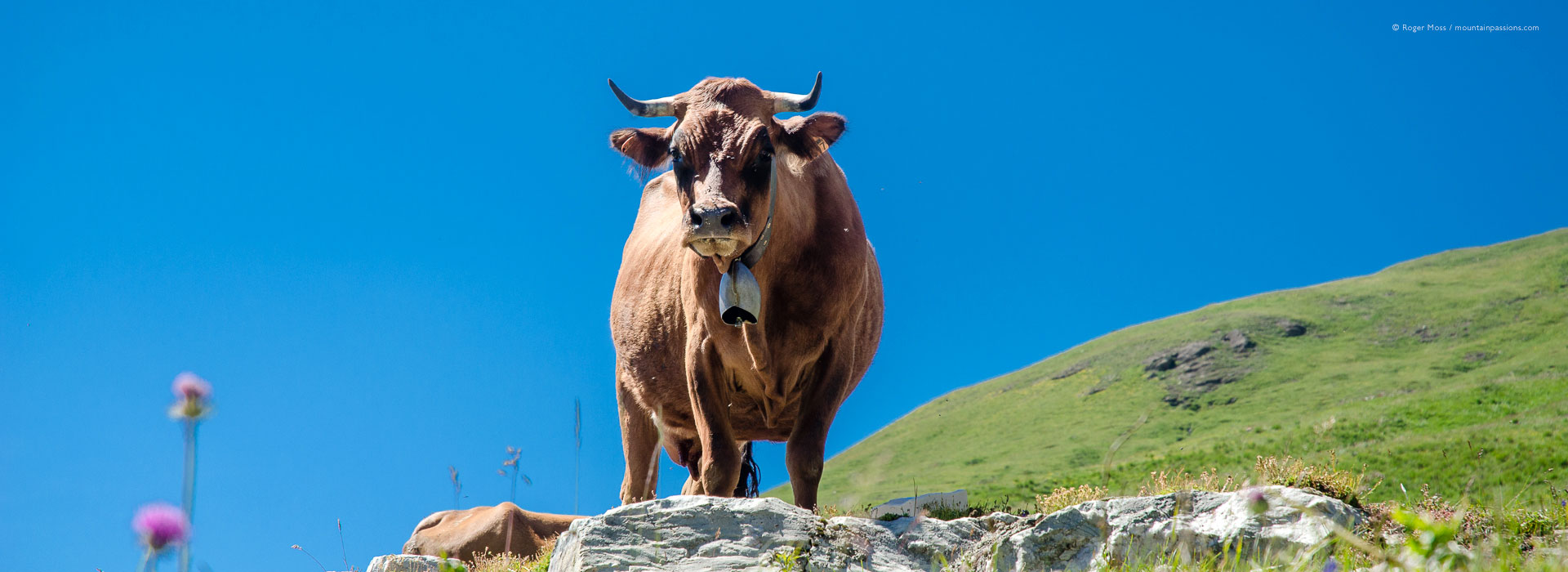 Low view of dairy cow in mountain pastures in summer