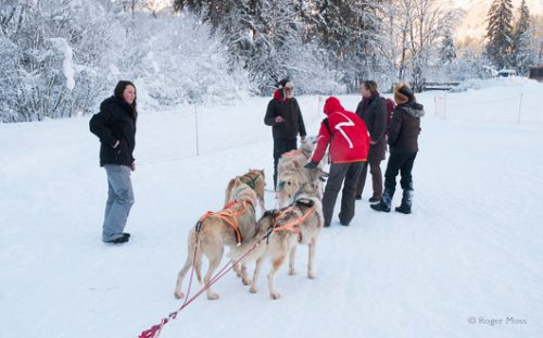 Sled dogs in harness ready to go