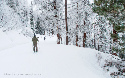 Forest piste, Les Arcs