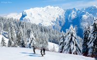 Skiers on forested piste, Grand Massif