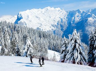 Skiers on forested piste, Grand Massif