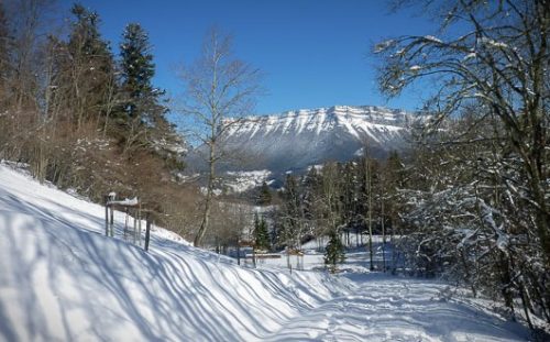 Snow-covered path among trees, with views of the Massif de la Chartreuse, French Alps.