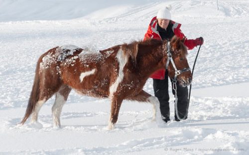 Skier with pony in snow at ski-joering centre