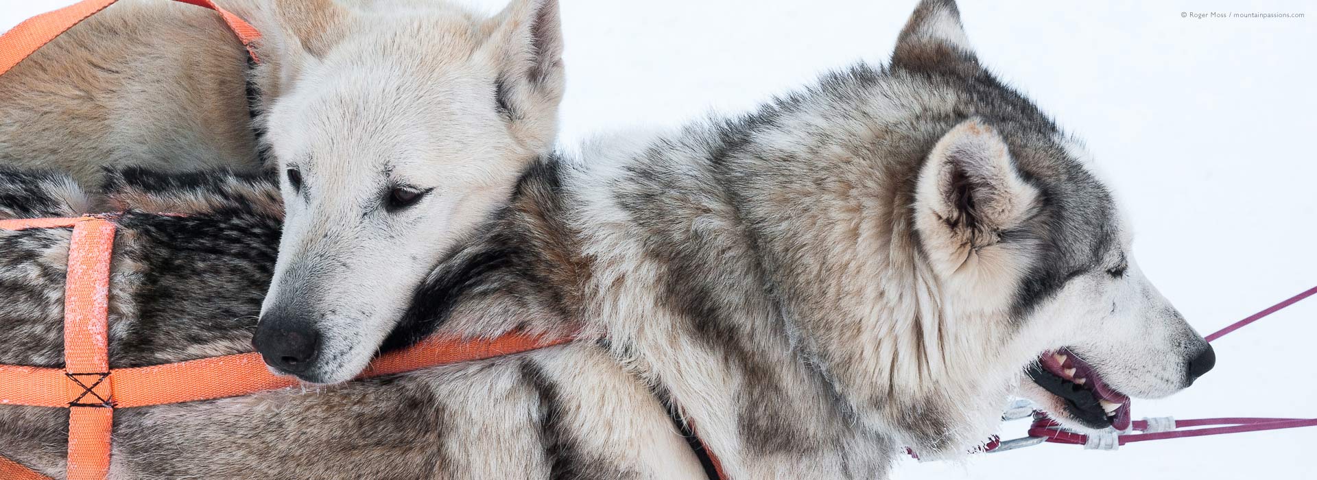 Close-up of heads of two sled dogs, dog-sledding at La Chapelle d'Abondance, Portes du Soleil ski area, French Alps.