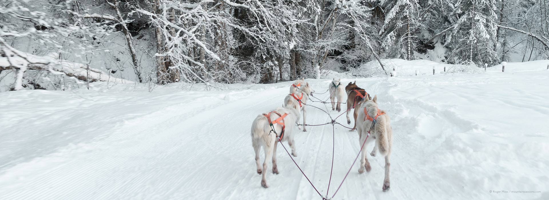 Musher's view of sled dog team with fresh snow and forest