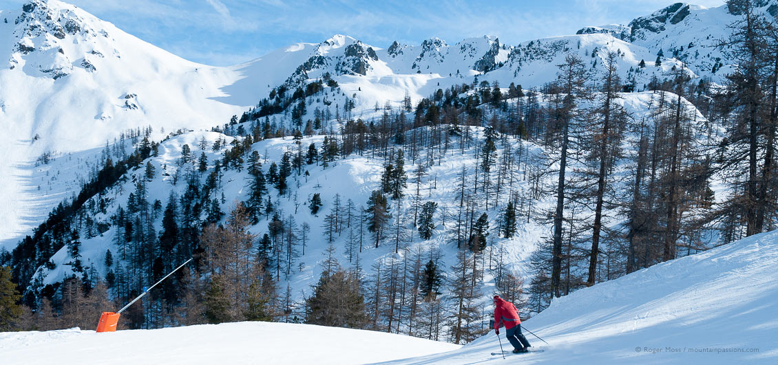 Skier descending piste beside forest with mountainside at Montgenevre, French Alps.