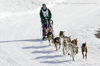 Dogsledding team competing in La Grande Odyssee, French Alps