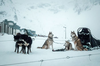 Sled dogs in Tignes ski resort at dusk, Espace Killy, French Alps.