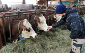 Artisan cheese producer Aurore Delesmillieres with her cattle, Samoens, French Alps