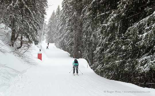 Skiers on piste among tall trees in the Grand Massif, French Alps.