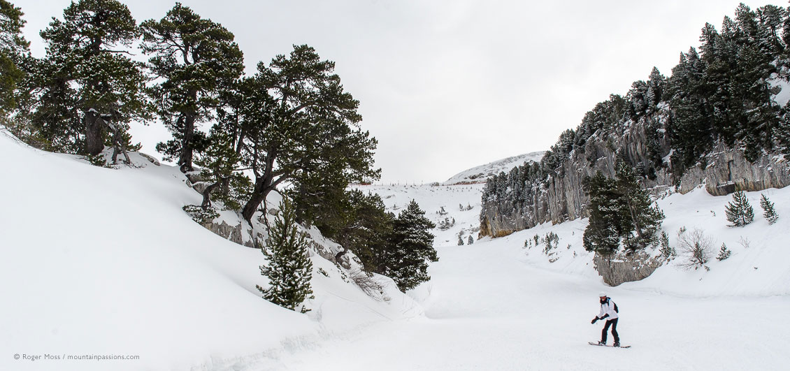 Lone snowbaorder on piste between snow-covered pine trees